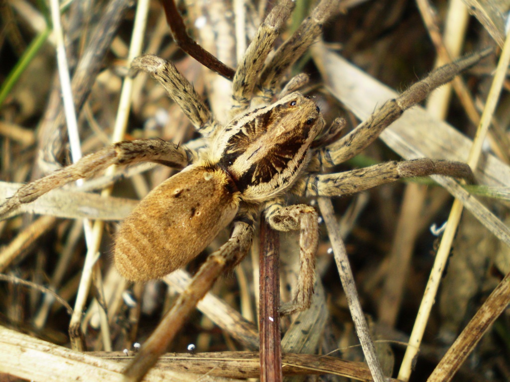 Hogna radiata